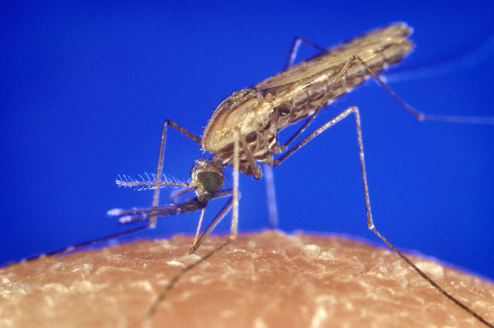 Blood sucking mosquito