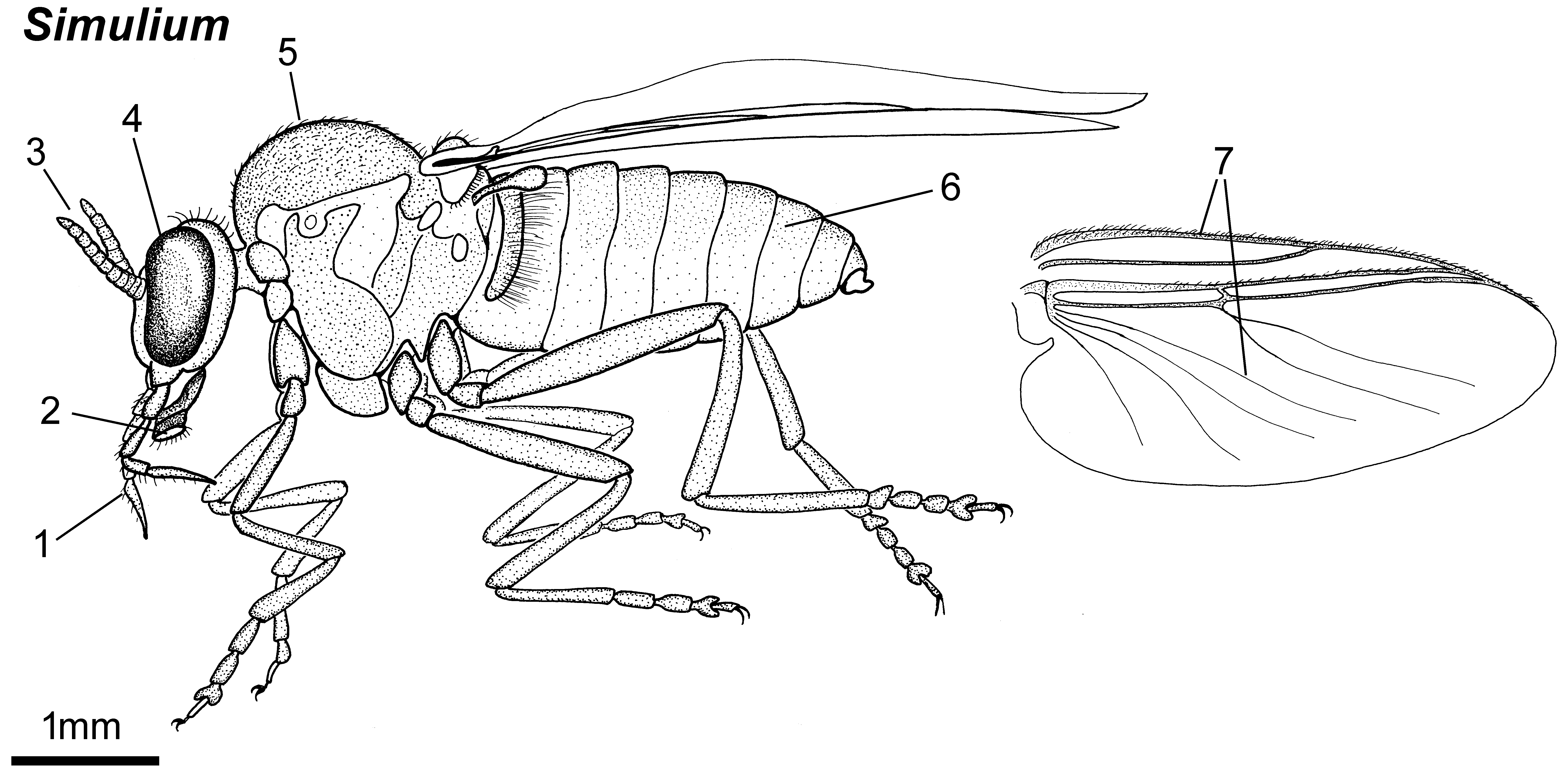 Female Simulium blackfly, lateral view